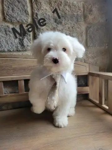 MALTIPOO MALES THIS WEEK SPECIAL IF PICSARE THEY ARE AVAILABLE - Photo 3