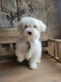 MALTIPOO MALES THIS WEEK SPECIAL IF PICSARE THEY ARE AVAILABLE - Photo 3