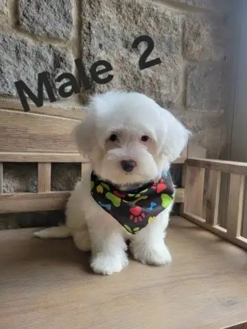 MALTIPOO MALES THIS WEEK SPECIAL IF PICSARE THEY ARE AVAILABLE - Photo 4