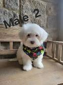 MALTIPOO MALES THIS WEEK SPECIAL IF PICSARE THEY ARE AVAILABLE - Photo 4