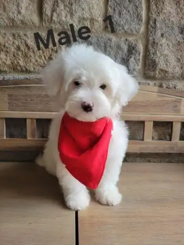 MALTIPOO MALES THIS WEEK SPECIAL IF PICSARE THEY ARE AVAILABLE - Photo 5