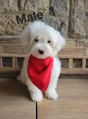 MALTIPOO MALES THIS WEEK SPECIAL IF PICSARE THEY ARE AVAILABLE - Photo 5