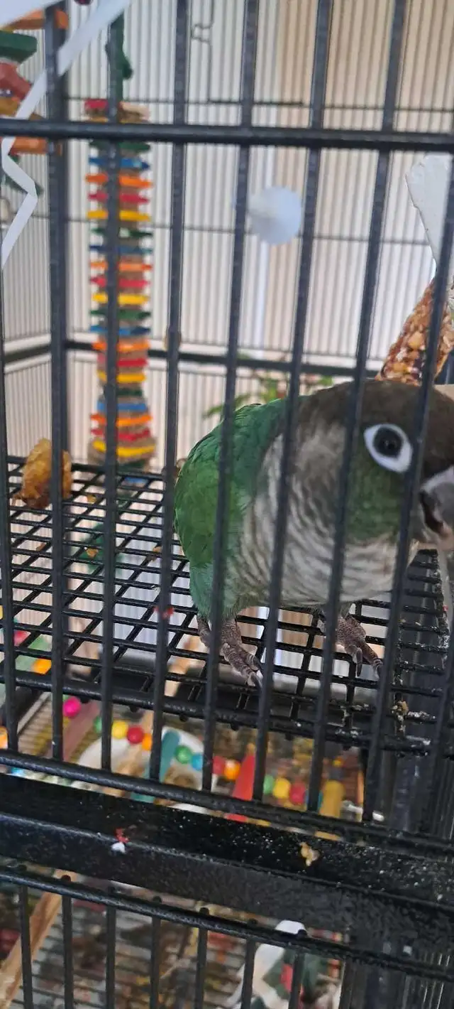 cornure male ☆Paco☆