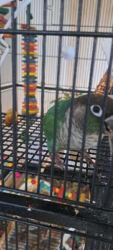 cornure male ☆Paco☆