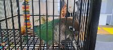 cornure male ☆Paco☆ - Photo 2