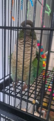 cornure male ☆Paco☆ - Photo 3