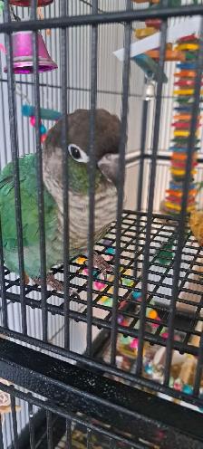 cornure male ☆Paco☆ - Photo 4