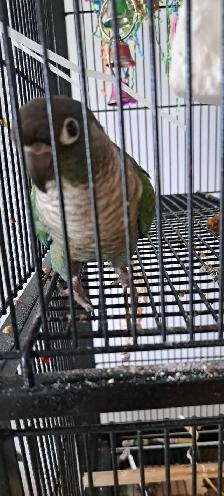 cornure male ☆Paco☆ - Photo 5