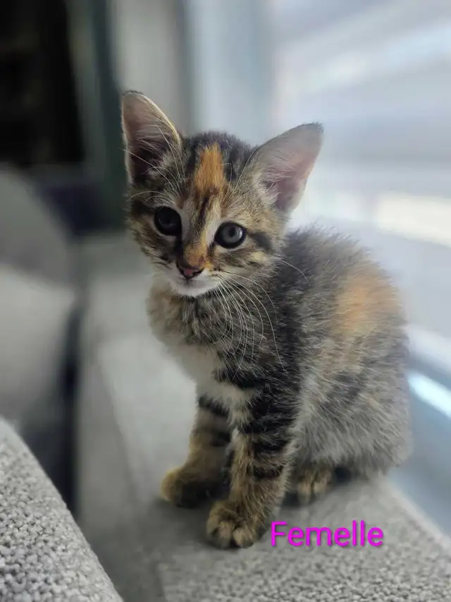 2 Adorables Chatons prêts