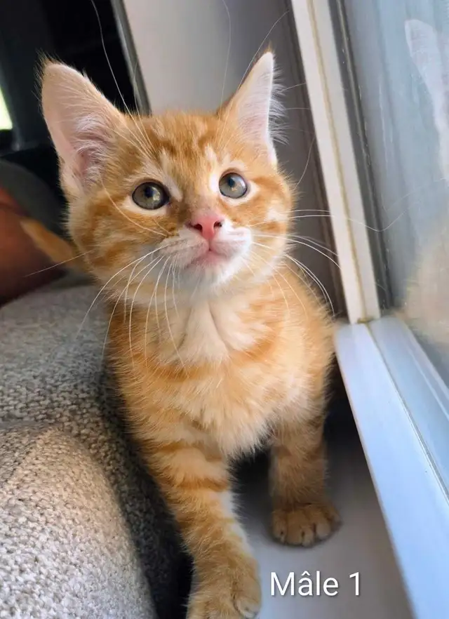 2 Adorables Chatons prêts - Photo 4