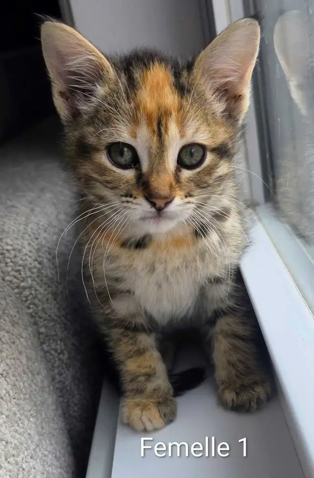 2 Adorables Chatons prêts - Photo 5