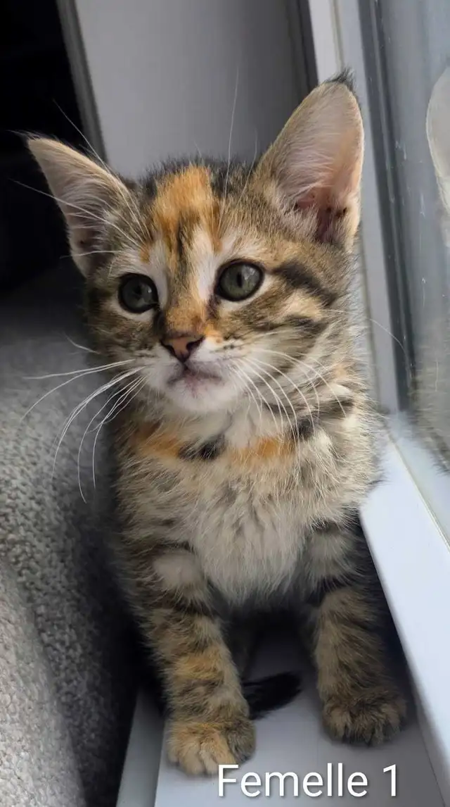 2 Adorables Chatons prêts - Photo 8