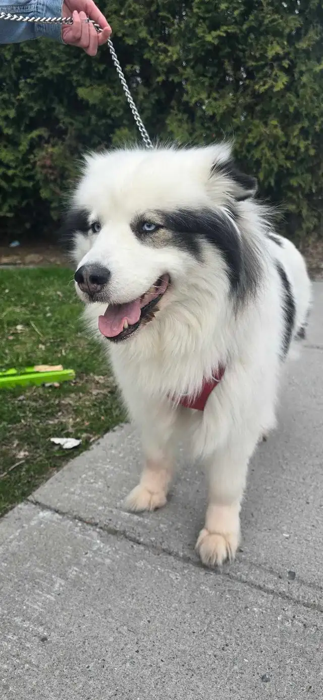 chienne husky samoyède 5 ans cherche famille