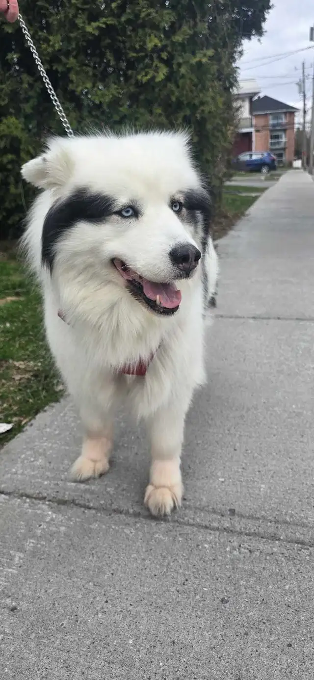 chienne husky samoyède 5 ans cherche famille - Photo 2