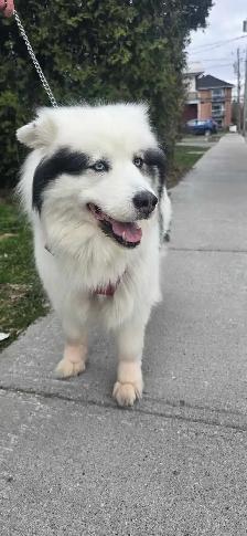chienne husky samoyède 5 ans cherche famille - Photo 2