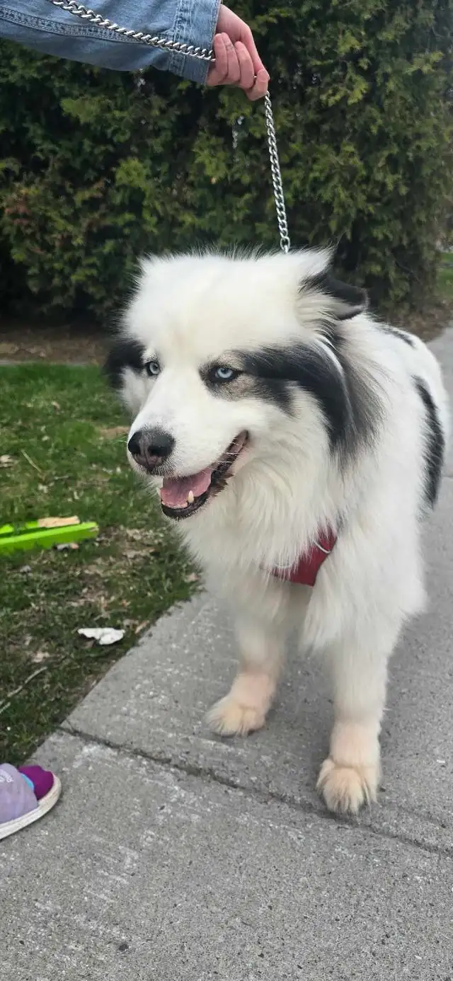 chienne husky samoyède 5 ans cherche famille - Photo 3