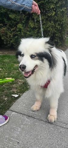 chienne husky samoyède 5 ans cherche famille - Photo 3