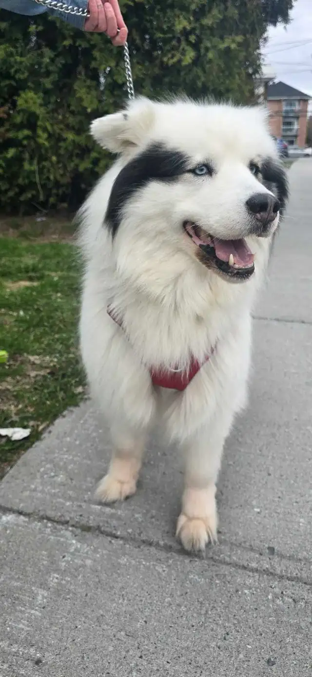 chienne husky samoyède 5 ans cherche famille - Photo 4