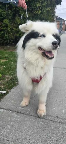 chienne husky samoyède 5 ans cherche famille - Photo 4