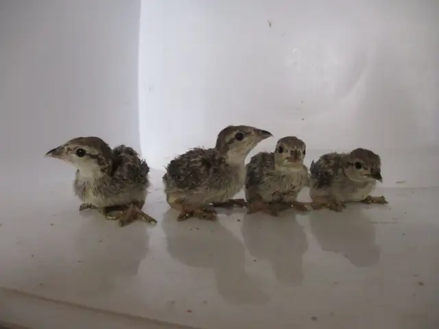 Perdrix baravelle (bebes )