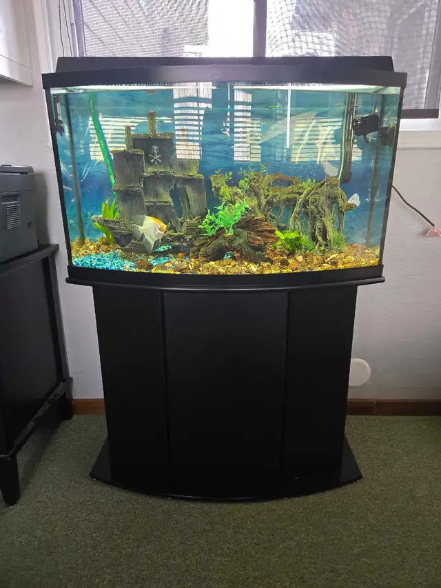 Bow Front 36' Tank,  Stand