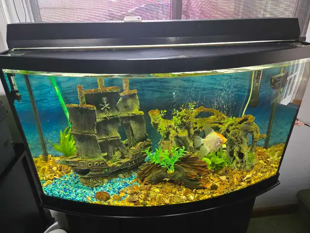 Bow Front 36' Tank,  Stand - Photo 2