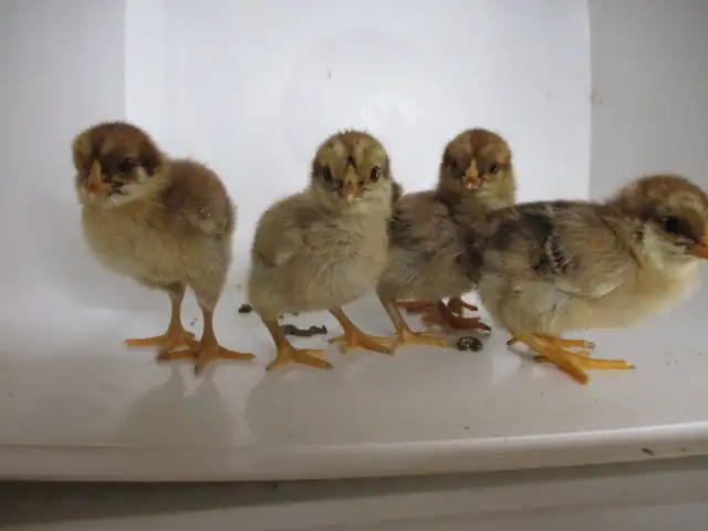 Poussins chantecler (perdrix )