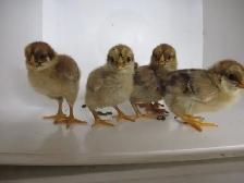 Poussins chantecler (perdrix )