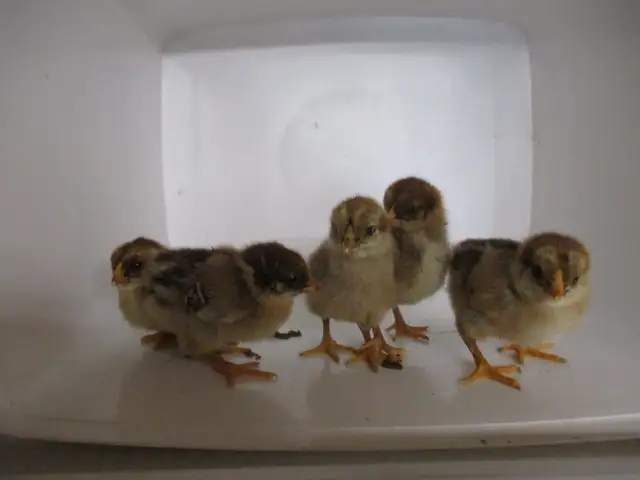 Poussins chantecler (perdrix ) - Photo 2