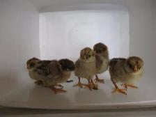 Poussins chantecler (perdrix ) - Photo 2