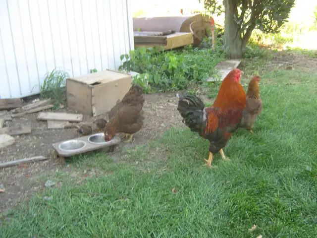 Poussins chantecler (perdrix ) - Photo 3