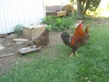 Poussins chantecler (perdrix ) - Photo 3