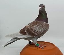 Racing Homing Pigeon