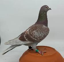 Racing Homing Pigeon - Photo 2