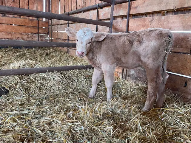 Bottle Calves