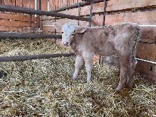 Bottle Calves
