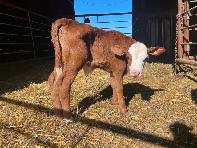Bottle Calves - Photo 2