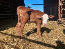 Bottle Calves - Photo 2