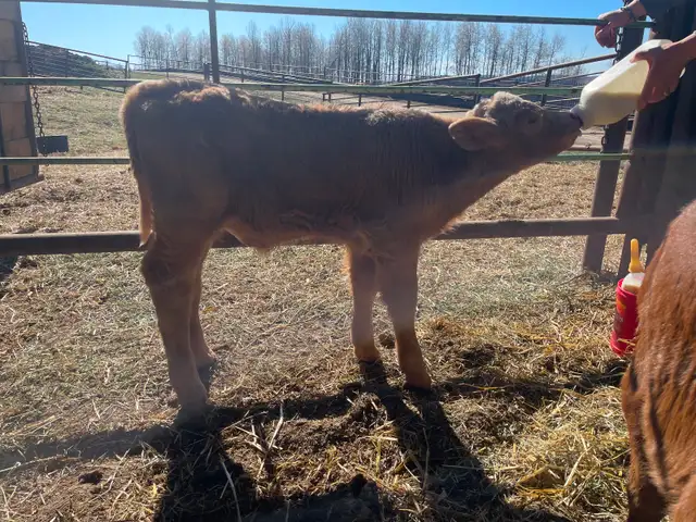 Bottle Calves - Photo 3