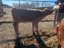 Bottle Calves - Photo 3