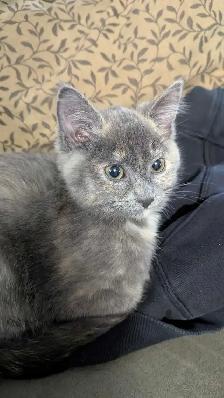 Adorable kitten