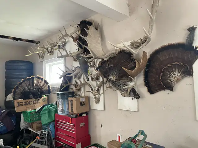 Turkey Hunting north or Toronto 2026 Season - Photo 10