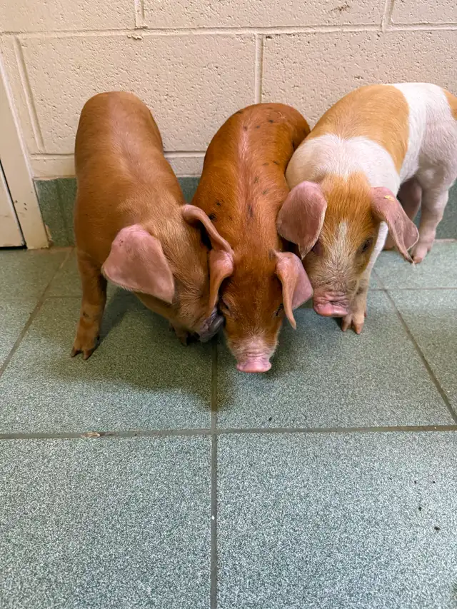 PIGS ready to pick up
