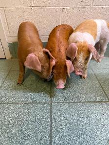 PIGS ready to pick up