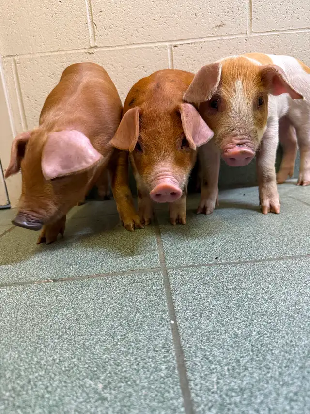 PIGS ready to pick up - Photo 2