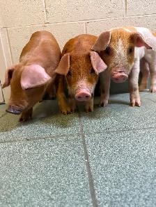 PIGS ready to pick up - Photo 2