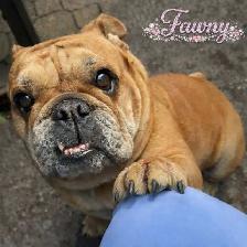 Sweet & Spicy English Bulldog - pls read description