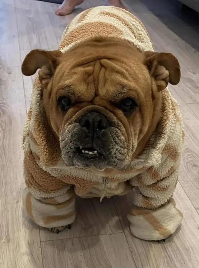 Sweet & Spicy English Bulldog - pls read description - Photo 3