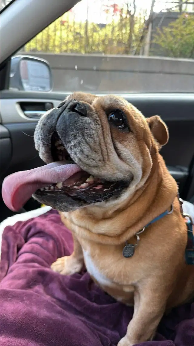 Sweet & Spicy English Bulldog - pls read description - Photo 4