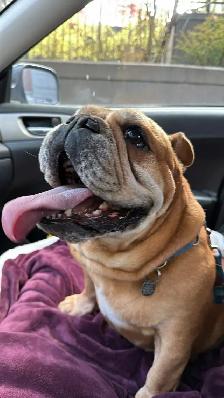 Sweet & Spicy English Bulldog - pls read description - Photo 4
